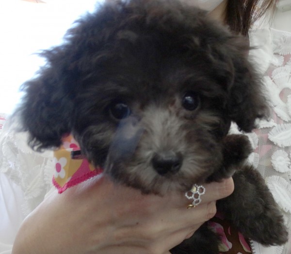 パールちゃんBaby／トイプードル