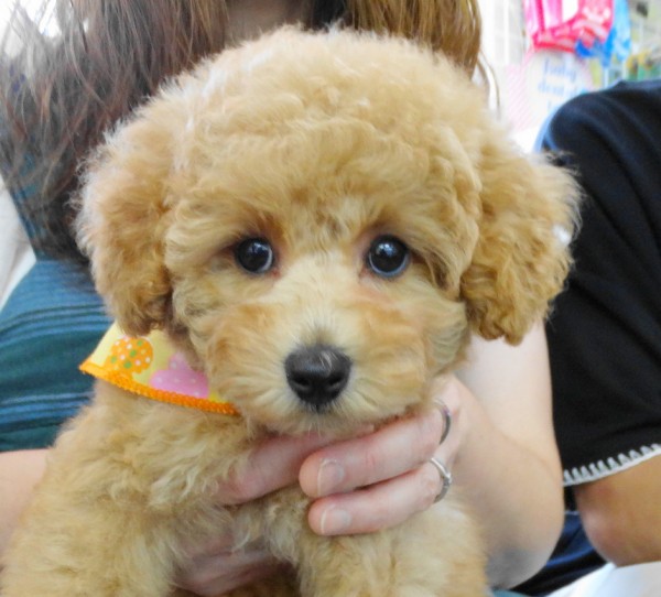 エマちゃんBaby　　／トイプードル