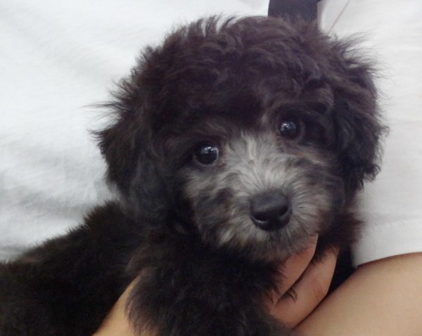 パールちゃんBaby／トイプードル