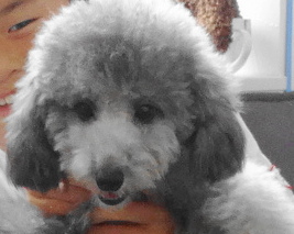 パールちゃん　Baby（タイニー　サイズ）／トイプードル