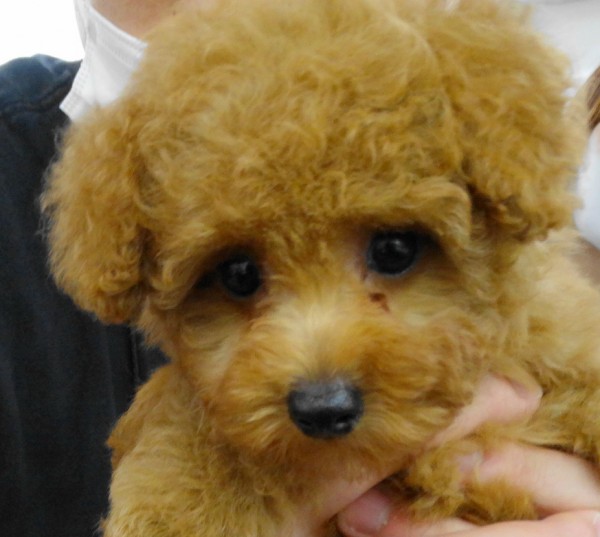モナちゃんBaby ／トイプードル