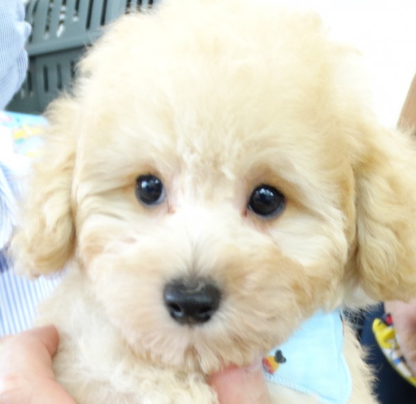 モナちゃんBaby／トイプードル