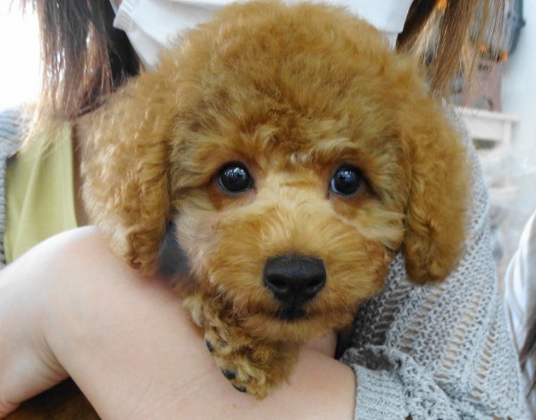 モナちゃんBaby／トイプードル
