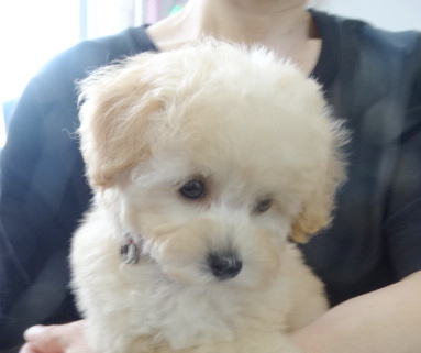 ミシェルちゃんBaby(小さめ）／トイプードル