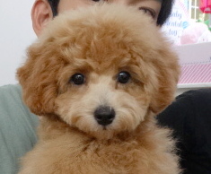 サラちゃんBaby／トイプードル