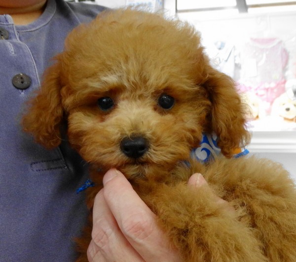 ヒナちゃん    Baby／トイプードル