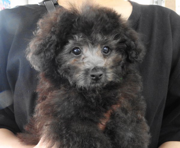 ローラちゃん　Baby／トイプードル