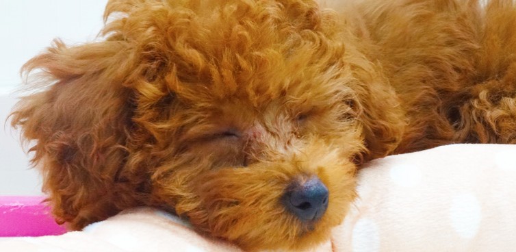 Dog Family Pyuna（ドッグファミリーピュナ）