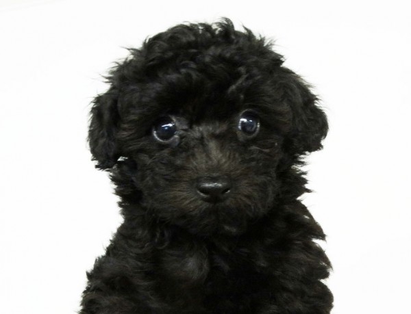 ローラちゃん　Baby／トイプードル