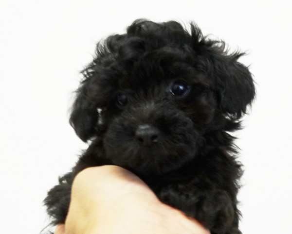 ローラちゃんbaby／トイプードル