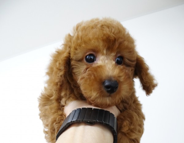 ネネちゃんBaby／トイプードル