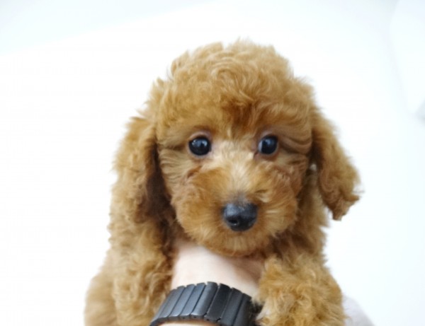 ネネちゃんBaby／トイプードル