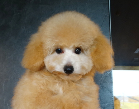 アンナちゃんBaby／トイプードル