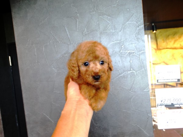 オトちゃんbaby／トイプードル