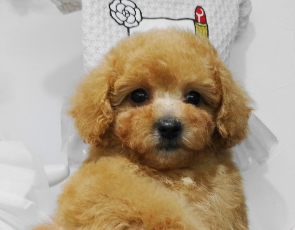 うたちゃんbaby　　　（タイニーサイズ）／トイプードル