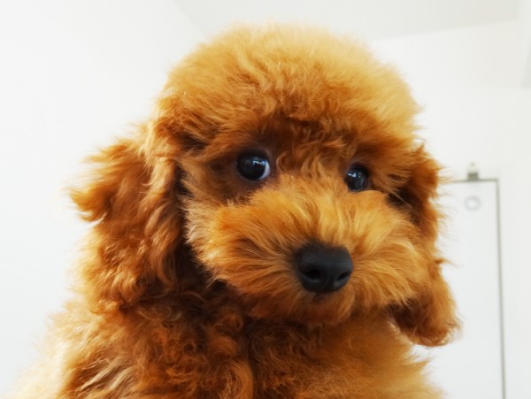 ティナちゃんBaby／トイプードル