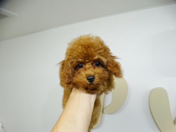 メイちゃんBaby／トイプードル