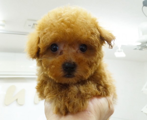 シェリーちゃんBaby　(極小）／トイプードル