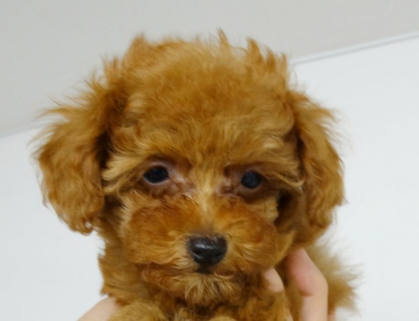 ポシェットちゃんBaby／トイプードル