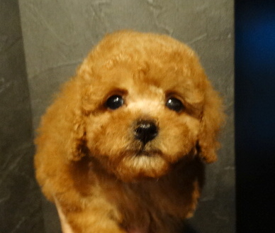 オトちゃんBaby／トイプードル