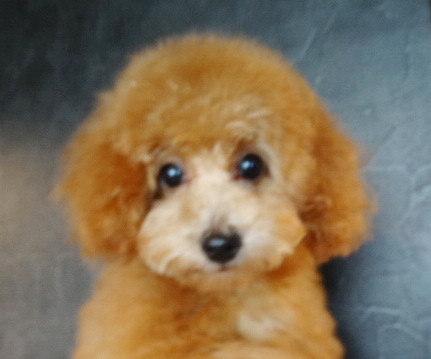 アンナちゃんBaby／トイプードル