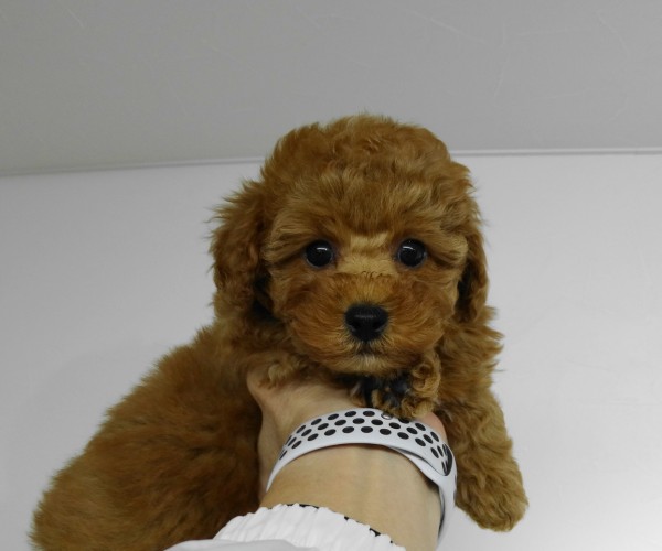 モナちゃんBaby／トイプードル