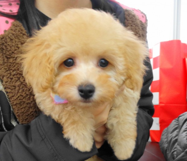 シェリーちゃん　Baby　／トイプードル