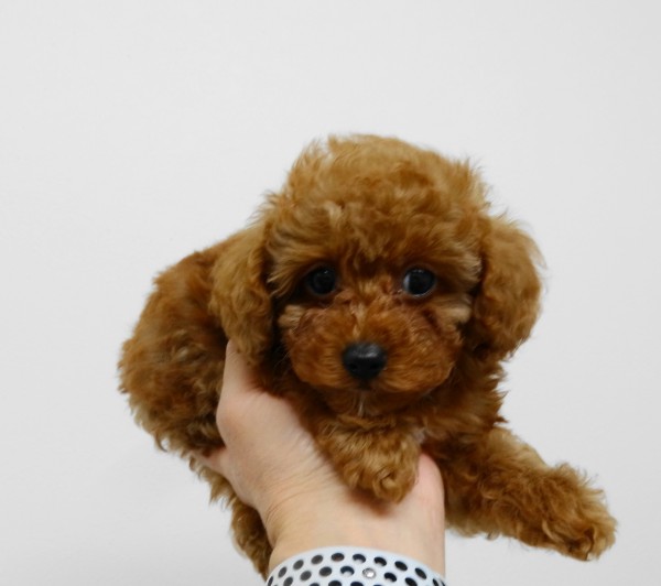 アリスちゃんBaby（小さめ）　／トイプードル