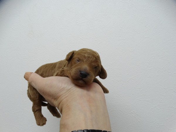 ネネちゃんBaby誕生／トイプードル