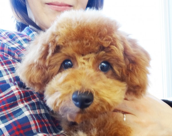 メイちゃん　Baby／トイプードル