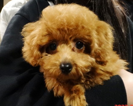 オトちゃんBaby／トイプードル