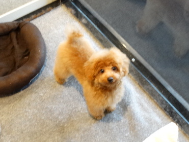 イトちゃんBABY　　（タイニーサイズ）／トイプードル