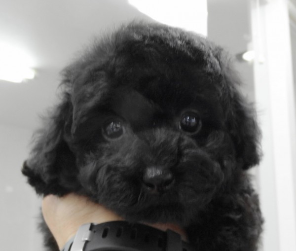 ルルちゃん　baby／トイプードル