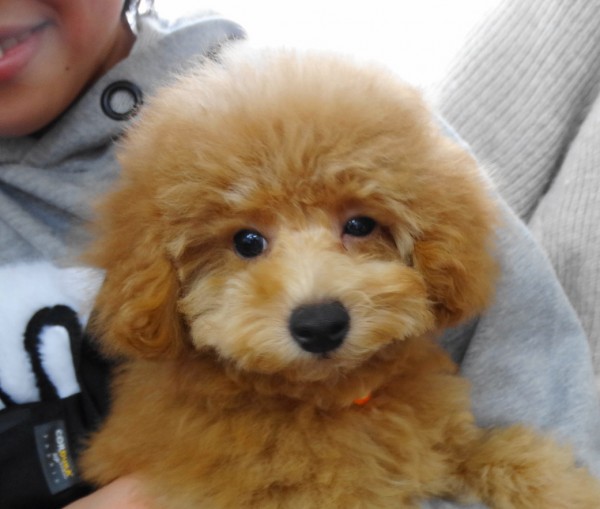 サラ　ちゃん　Babyu／トイプードル