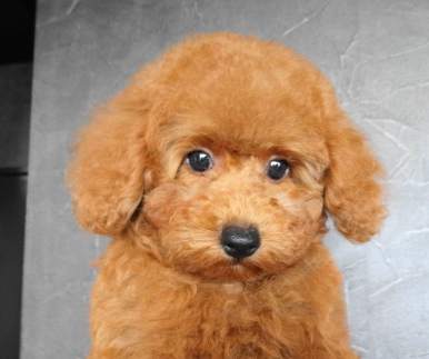 結ちゃんBaby／トイプードル