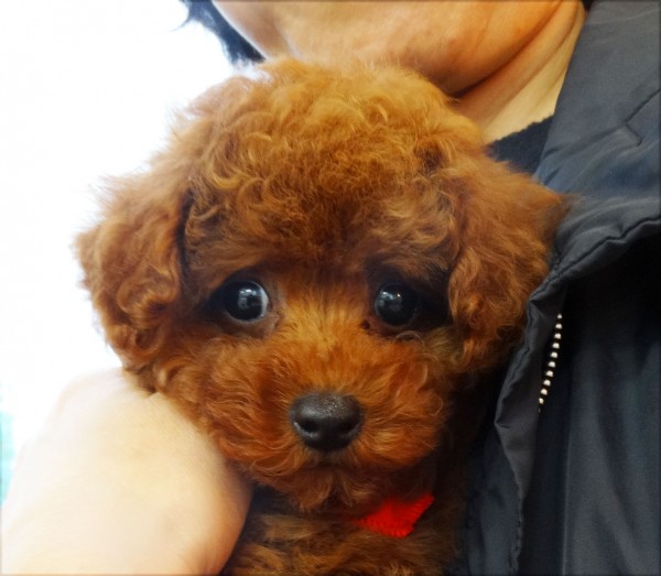 アリスちゃんBaby／トイプードル