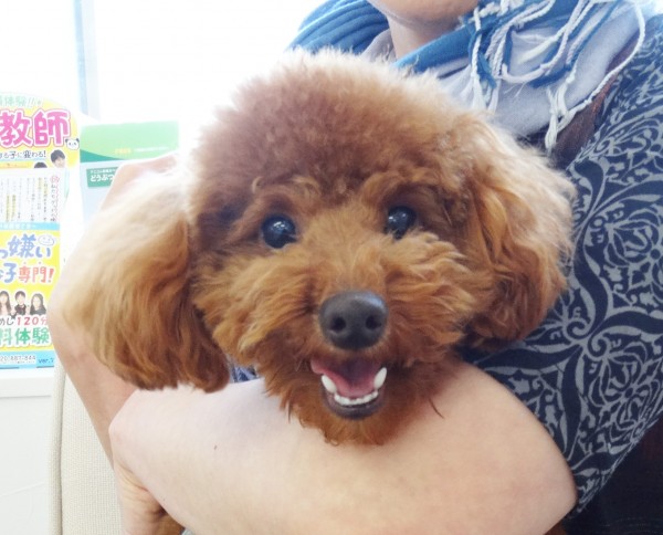 小振りな トイ・プードル／トイプードル