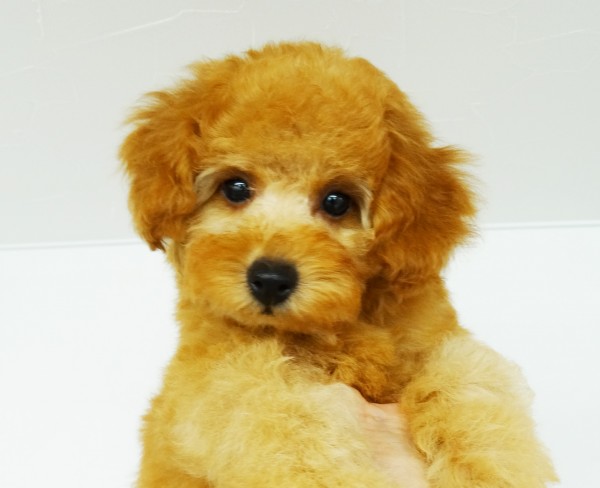 コト　ちゃん　baby／トイプードル