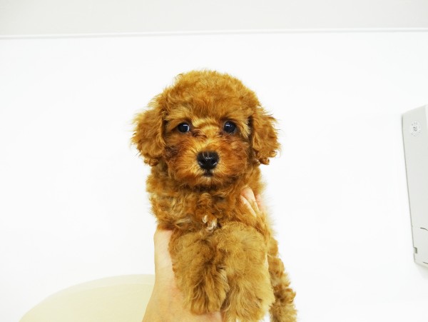 ユメちゃんBaby／トイプードル