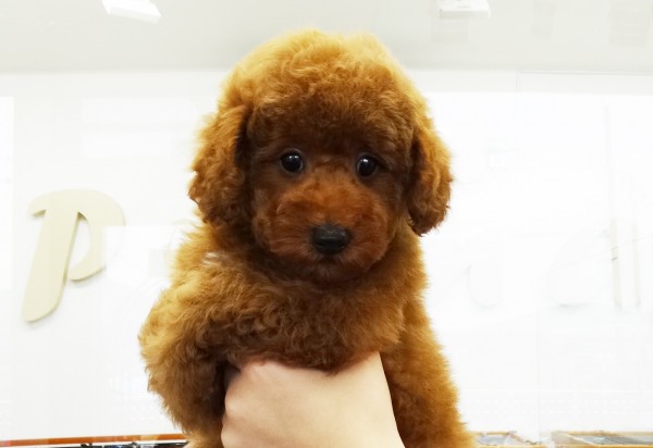  ユメちゃんBaby ／トイプードル