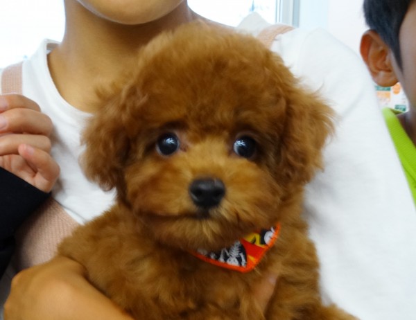 ココちゃんBaby／トイプードル