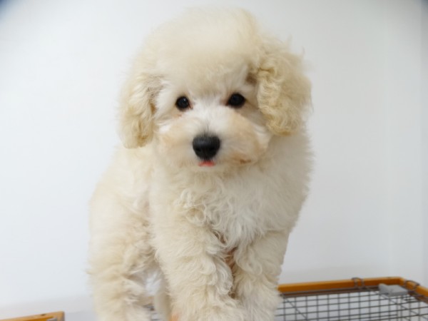 パールちゃんBaby／トイプードル