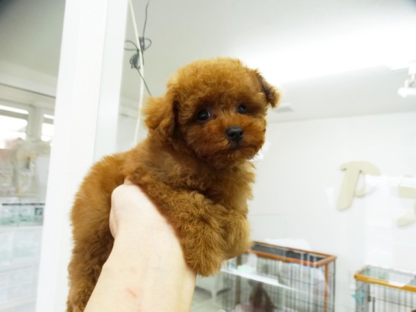 アリスちゃんBaby／トイプードル