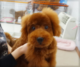 シェリーちゃんBaby／トイプードル