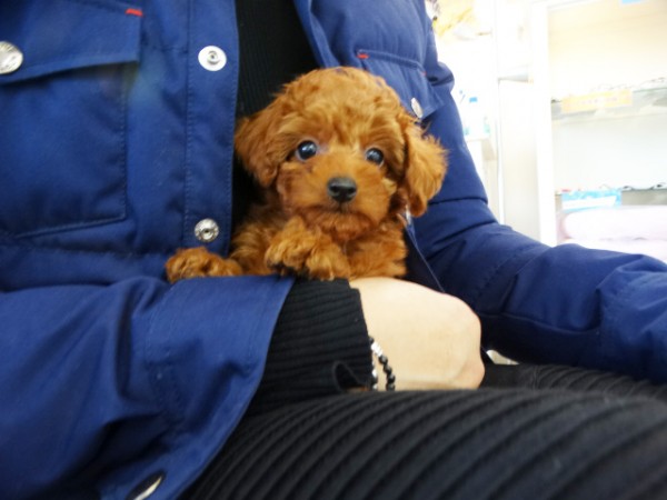 ココちゃんBaby／トイプードル