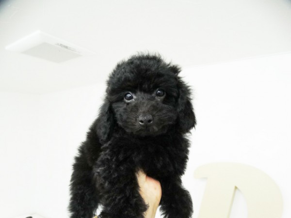 パールちゃん  Baby／トイプードル