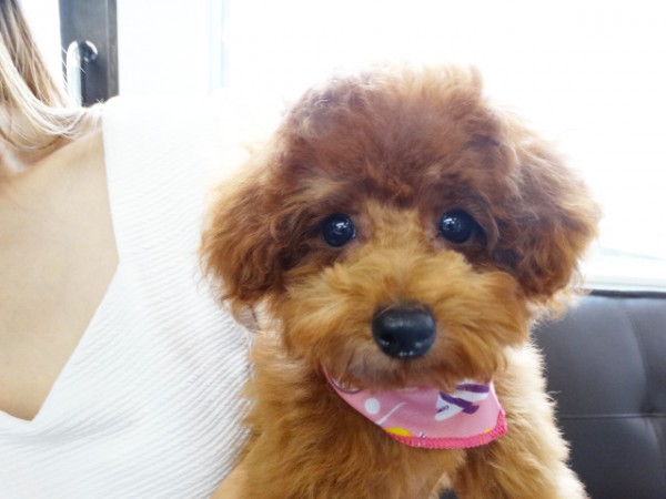 コトちゃんBaby／トイプードル