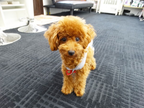 ポシェットちゃんBaby／トイプードル