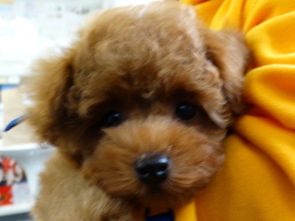 シェリーちゃんBaby／トイプードル