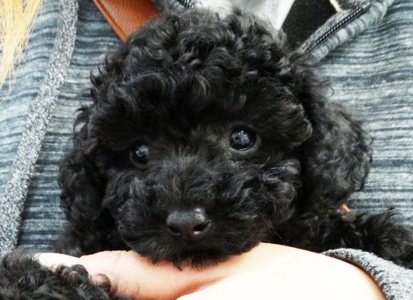 ルージュちゃんBaby／トイプードル